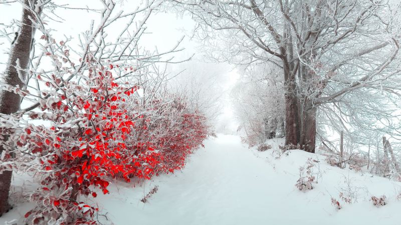 ایده‌ عکاسی در زمستان